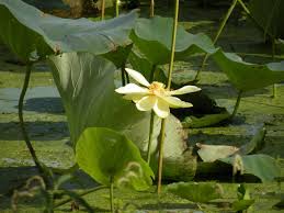 Image result for Nymphaea lotus