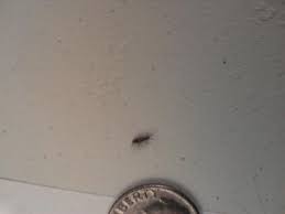 The main reason that you see bugs in your bathroom is easy to remember: Little Bugs In My Basement What Are They Doityourself Com Community Forums