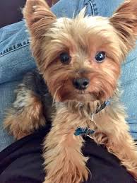 I couldn't create an easy hair tutorial without including a chic bun, this one has a beautiful braided detail. Boy Cute Yorkie Haircuts Novocom Top