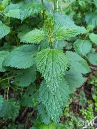 Image result for Urtica