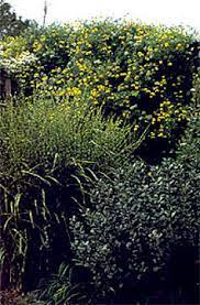 Check spelling or type a new query. Articles Clematis Zrodlo Dobrych Pnaczy