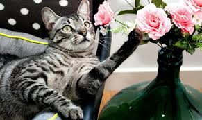 Air plants also come in different varieties—and they grow flowers! Non Toxic Flowers For Cats Archives Purrplex