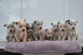 They have alert ears that stand up straight and a keen expression that shows they are eager to work. Cobalt Kennels Australian Cattle Dogs