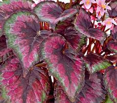 Begonia Rex Red Tango White Flower Farm Shade Plants White Flower Farm Plants