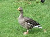 Goose - Wikipedia