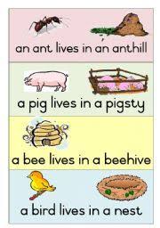 English Teaching Worksheets Animal Homes Animals Their