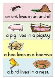 english teaching worksheets animal homes animals their