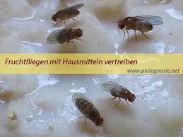 fruchtfliegen obstfliegen effektiv bekampfen philognosie obstfliegen fruchtfliegen fliegen