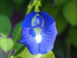 Image result for Clitoria kaessneri
