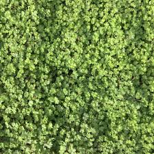 Image result for Alchemilla kiwuensis