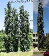 The main difference between evergreen trees and normal trees is that they have a different appearance and that they will rarely give multiple logs. Amazing Columnar Trees The Best Tall Skinny Trees Pictures
