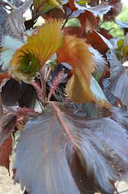 Image result for Acalypha polymorpha