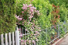 Sichtschutz Mit Bunter Blutenhecke Hier Sieht Man Auch Wie Schon Es Aussieht Wenn Zaun Und Hecke Harmonieren Http Ww Garten Bepflanzung Gartengestaltung