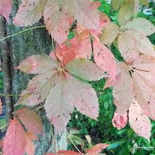 Image result for Parthenocissus quinquefolia