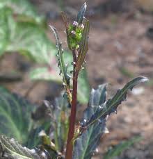 Image result for Gynura pseudochina