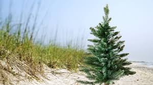 Coastal christmas decorations ukg workforce. To Tree Or Not To Tree Woods Hole Sea Grant