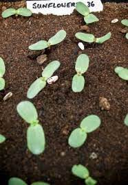 Choose from a curated selection of sunflower photos. Growing And Harvesting Sunflowers Sunflower Seedlings Planting Sunflowers Planting Sunflower