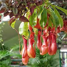 National Plant Network 4 In Pitcher Plant Lady Luck Nepenthes Plant In Grower Pot 4 Piece Hd7263 The Home Depot Pitcher Plant Pitcher Plant Care Carnivorous Plants