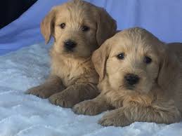 You will find goldendoodle dogs for adoption and puppies for sale under the listings here. Pin On Puppies For Sale