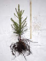 Norway Spruce Plants Seedlings Wholesale Denmark Europe