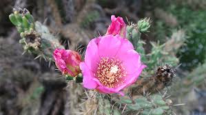 Image result for Opuntia imbricata