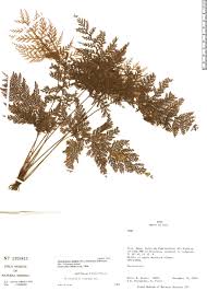 Image result for Abrodictyum rigidum