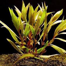 Image result for Hygrophila