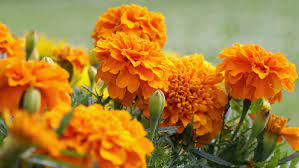 Maybe you would like to learn more about one of these? 5 Tanaman Hias Outdoor Penuh Warna Bunganya Cantik Bun