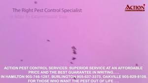Immediate service 7 days a week for all insect. Action Pest Control Services Inc Action Pest Control Call Us Anytime Facebook