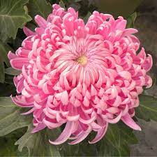 Series Of Chrysanthemums Chrysanthemum Plant Chrysanthemum Flower Flower Seeds
