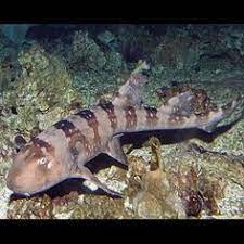 15 Sharks Ideas Shark Marine Aquarium Cat Shark