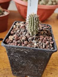 Image result for Hoodia currorii