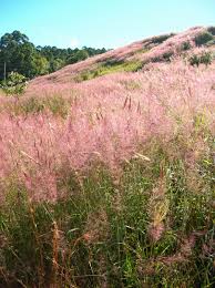 Image result for Melinis minutiflora