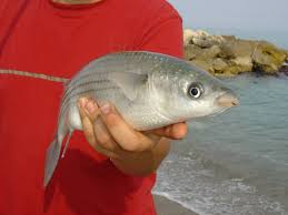 Surfcasting En Bordure De Mer Une Peche Facile Et Efficace