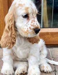 Ciononostante, col tempo si è trasformato anche in un perfetto cane da compagnia, a causa della sua sensibilità e del suo innato istinto sociale. Cocker Americano Informazioni E Caratteristiche