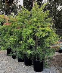 Maybe you would like to learn more about one of these? Podocarpus Gracilior Native Sons Wholesale Nursery