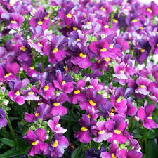 Image result for Nemesia zimbabwensis