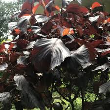 Image result for Acalypha nyasica