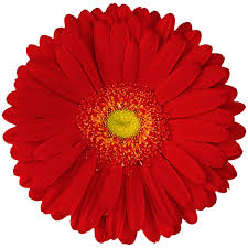 Gerbera Alcatraz Plant