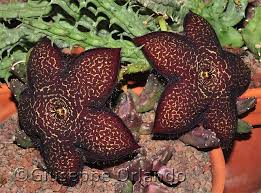 Image result for Tridentea