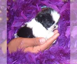 I live in lakewood,ca would be willing. Mal Shi Puppies For Sale Near Las Vegas Nevada Usa Page 1 10 Per Page Puppyfinder Com