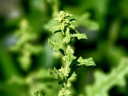 Image result for Dysphania schraderiana