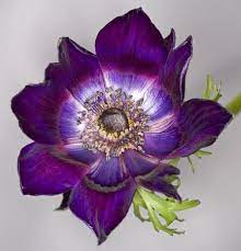 Anemone Anemone Flowers Color Shapes