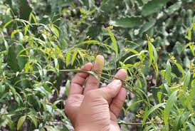 Image result for Secamone