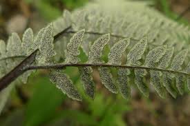 Image result for Pityrogramma