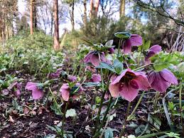 They really do bloom when the garden looks wintry and the ground is still dotted with the last traces of snow. Hellebore Pruning And Recommended Varieties The English Garden