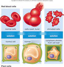 Check spelling or type a new query. Isotonic Hypertonic Hypotonic Solutions Diagram Quizlet