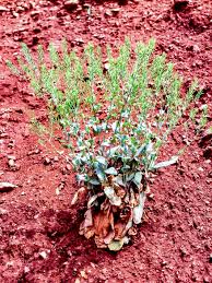 Image result for Crepidorhopalon tenuis