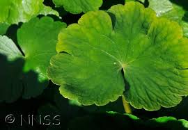 Image result for Hydrocotyle ranunculoides