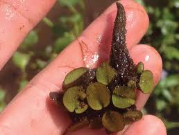 Image result for Salvinia hastata